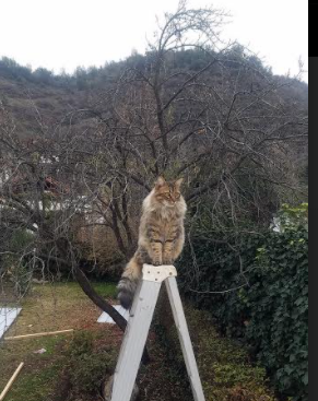 kering.com-法甲冠军争夺激烈：实力悬殊，精彩纷呈！，法甲 冠军